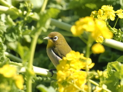 菜の花とメジロその１