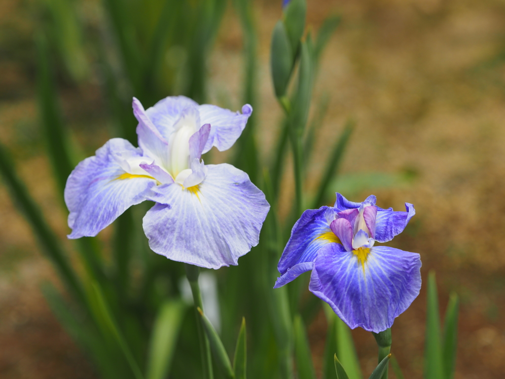 堀切菖蒲園２０２０その７