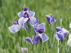 堀切菖蒲園その２３