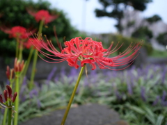 近所の彼岸花その２