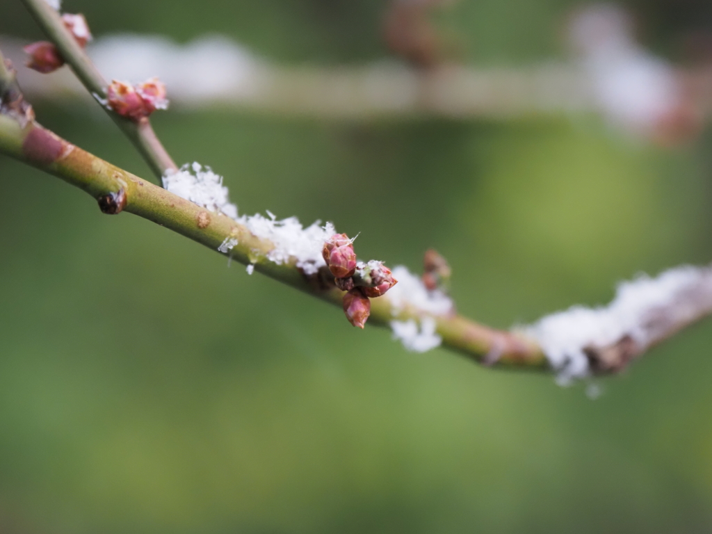 雪の東京その１
