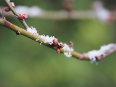 雪の東京その１