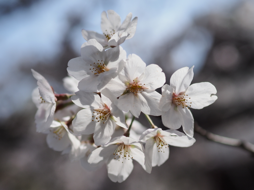 稲毛神社の桜