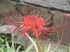 近所の彼岸花その１