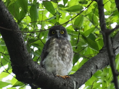 フクロウの子供