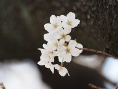 公園の桜その９