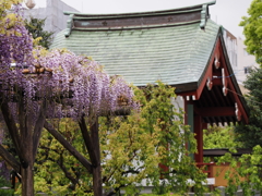 亀戸天神藤棚その１６