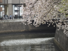 京急蒲田駅周辺の桜その１５