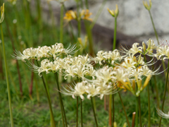 西方寺の彼岸花その４