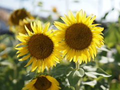 ひまわりその２０