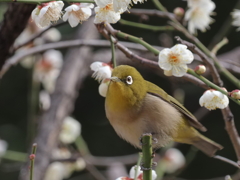 メジロさんその２