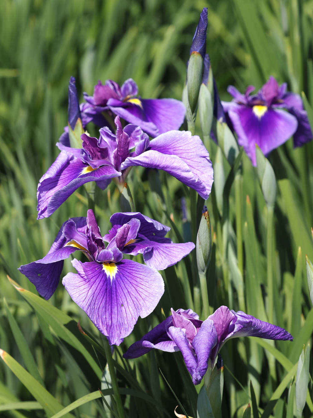 2020.5.29堀切菖蒲園その３