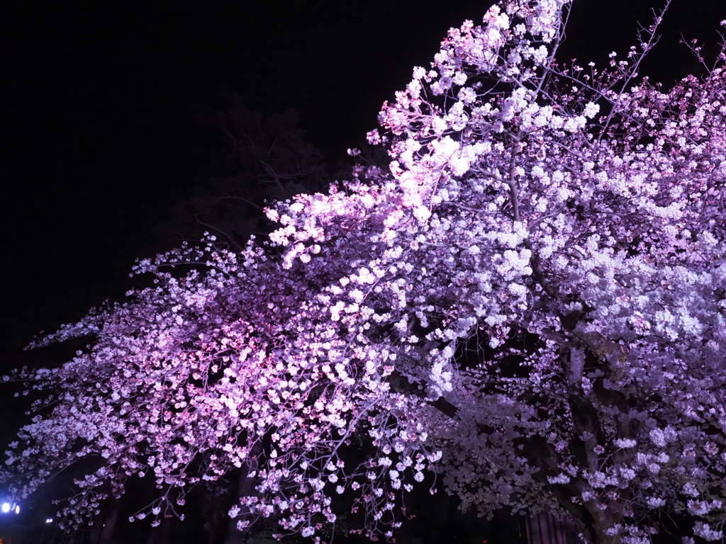 小田原城夜桜