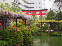 亀戸天神藤棚その１７