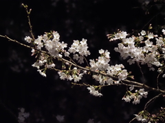 夜桜その１０