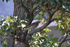 ひよどりその３