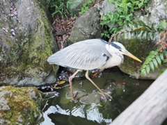 亀戸天神のサギその２