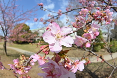 河津桜