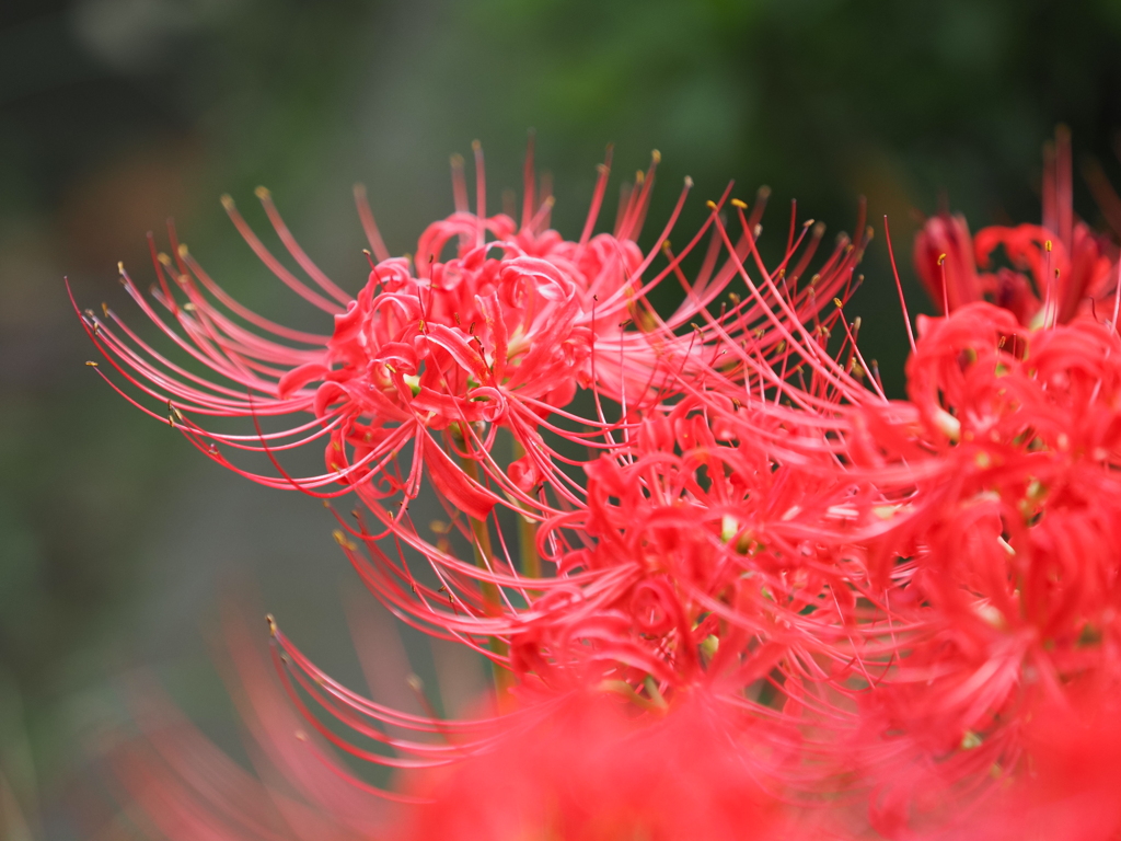 今日の彼岸花その1