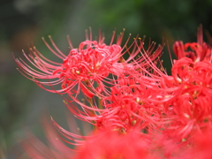 今日の彼岸花その1