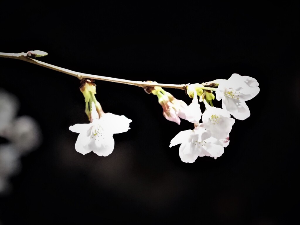 夜桜その１
