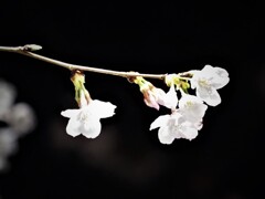 夜桜その１