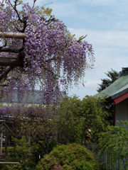 亀戸天神の藤棚その２