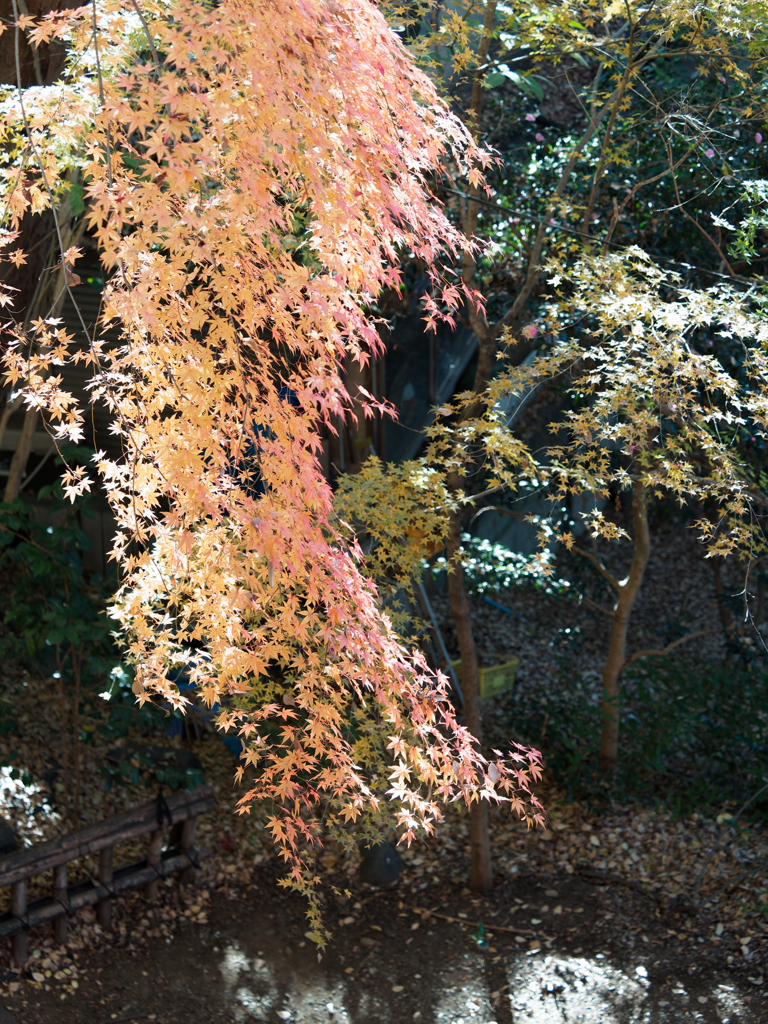紅葉その８