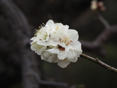 池上梅園の梅その６