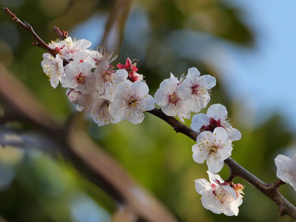 会社の近所の梅の花その３