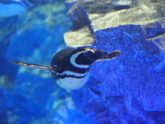 ペンギンその３