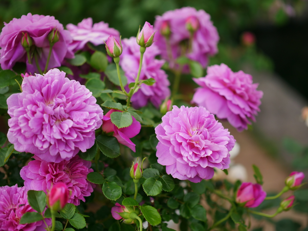 バラ園のバラその１