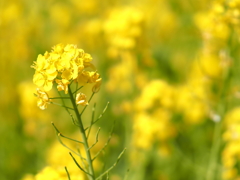 菜の花畑