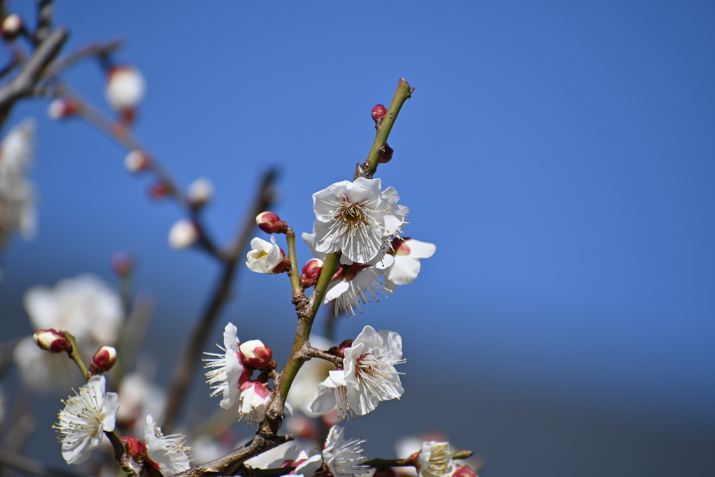 公園の梅その８
