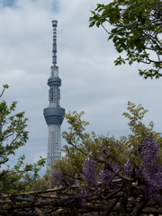 亀戸天神の藤棚その５