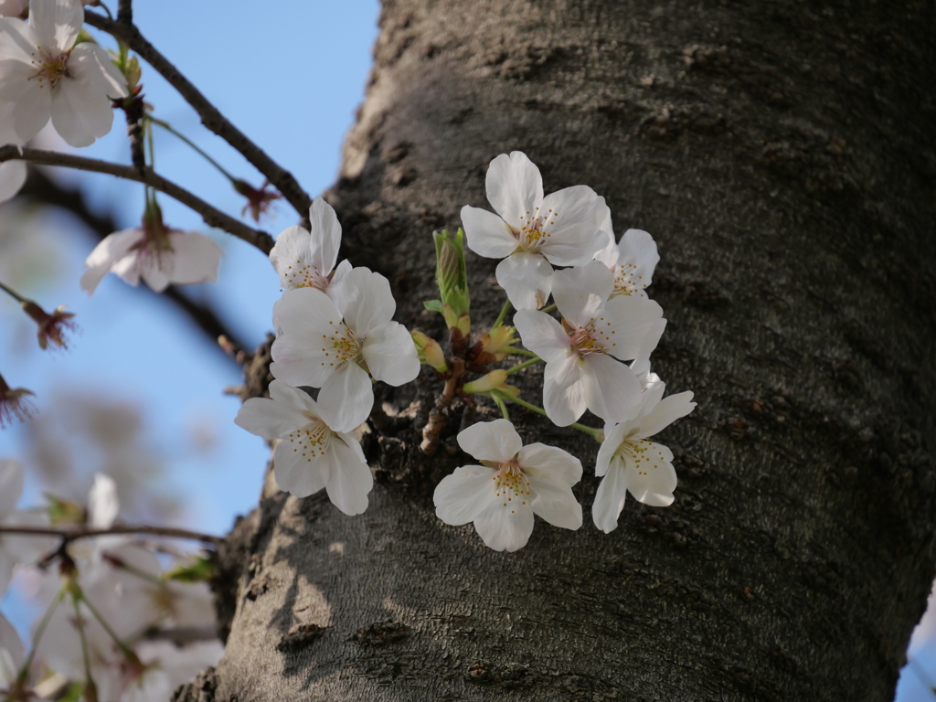 桜その４