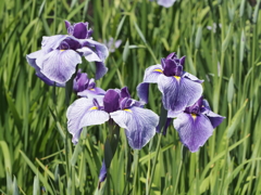 堀切菖蒲園にてその1