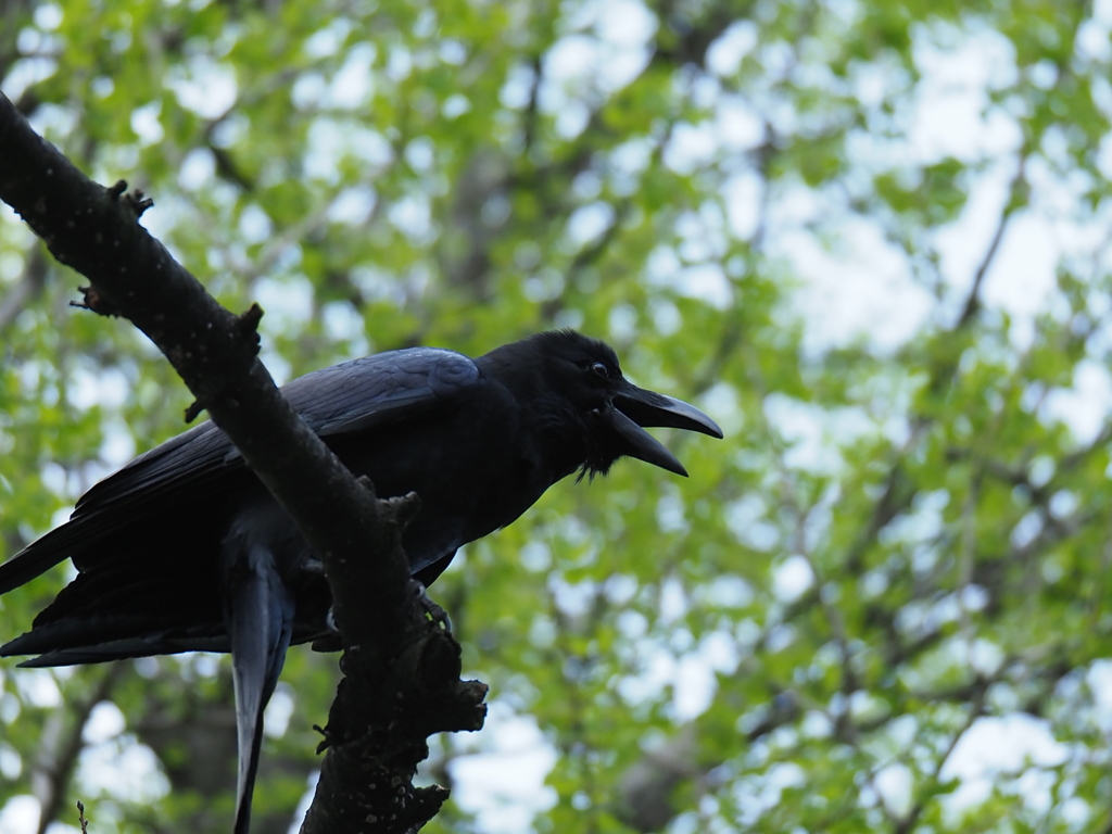 神社に居たカラス
