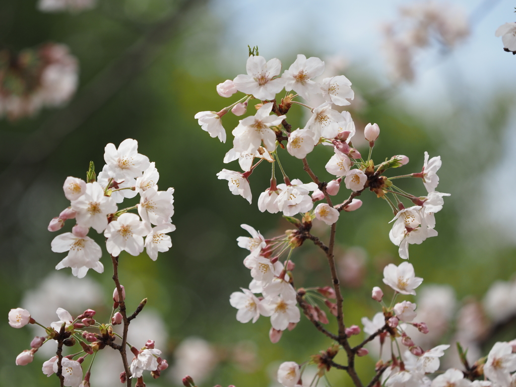 公園の桜その３