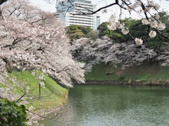 千鳥ヶ淵周辺散策その１１