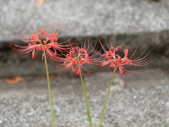 西方寺の彼岸花その９