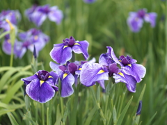 堀切水辺公園の菖蒲
