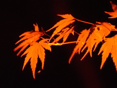八芳園イルミネーションその１７