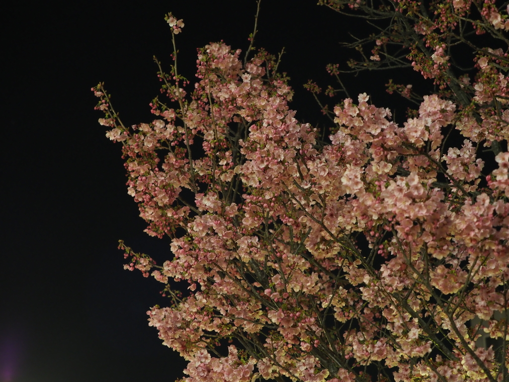 夜桜その６