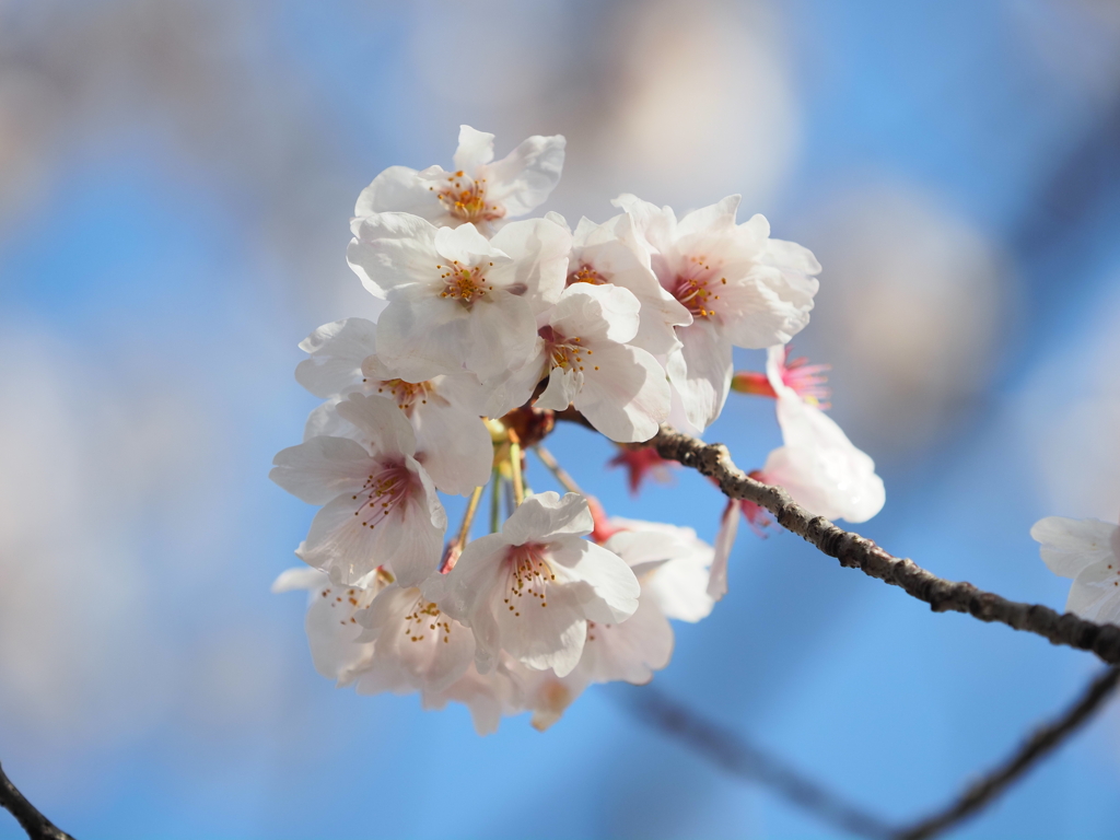 仙台堀川の桜その１３