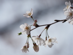 公園の桜その２