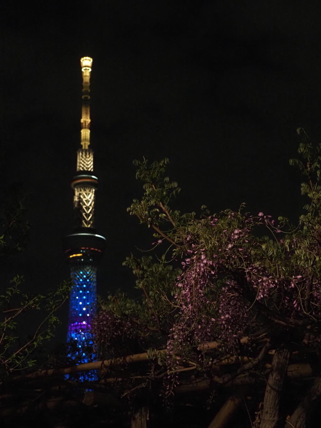 亀戸天神の藤棚