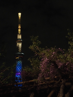 亀戸天神の藤棚