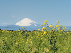 ソレイユの丘その２