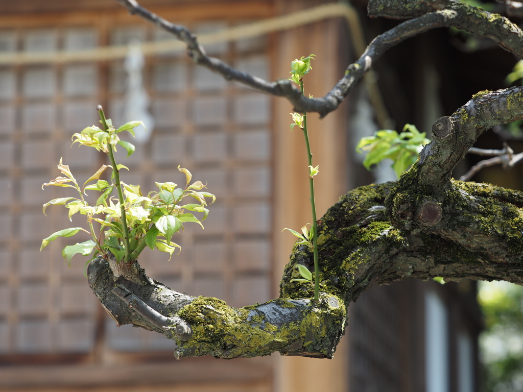 亀戸天神の境内
